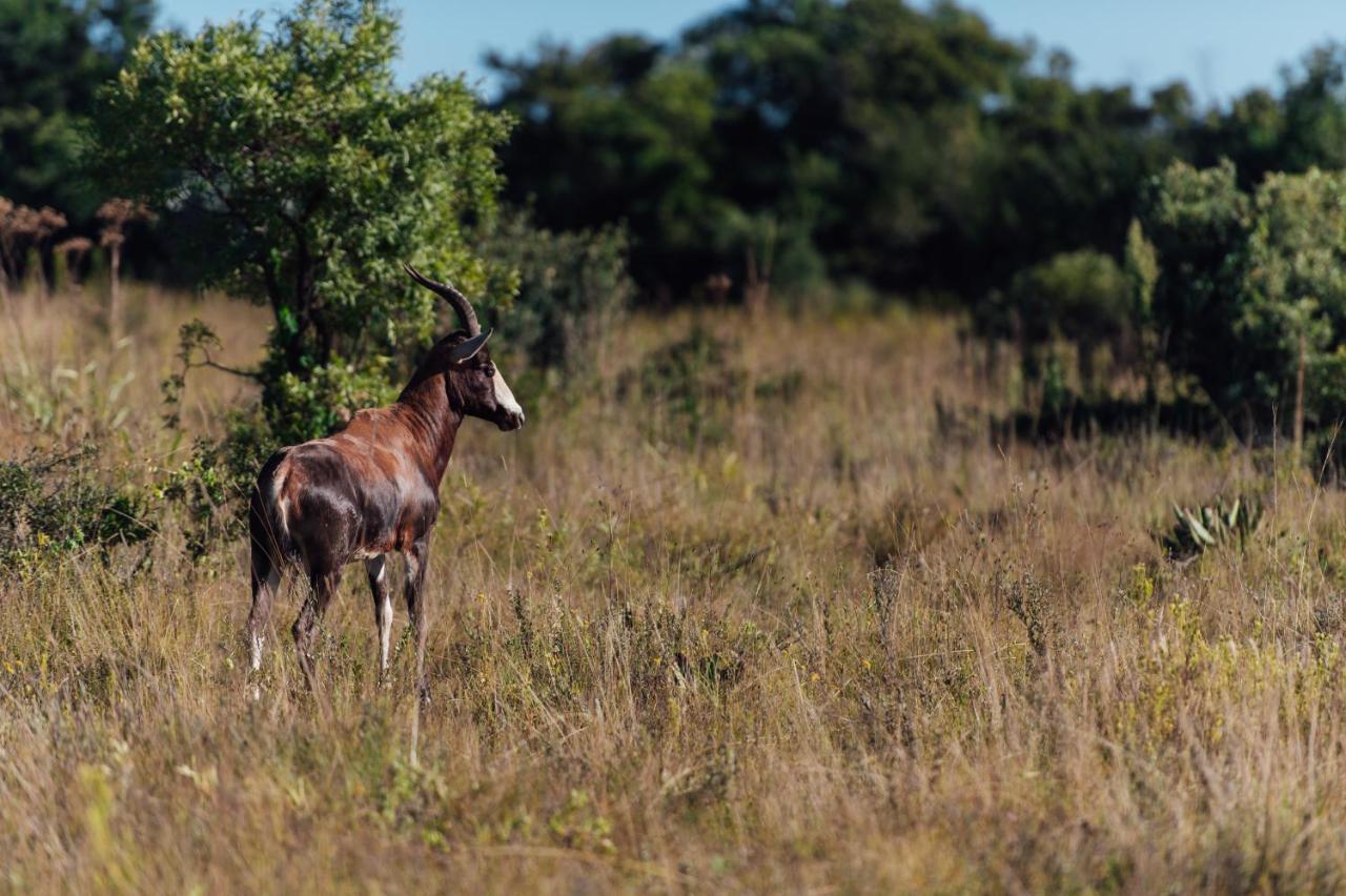 Thaba Eco Hotel Johannesburg Kültér fotó